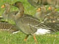 Tundra Bean Goose